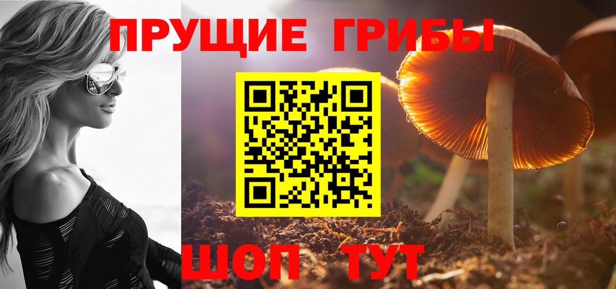 Новошахтинск  Галлюциногенные грибы Psilocybe  Вход с VPN 